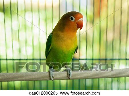Parakeet View Large Photo Image Stock Photography - Parakeet. Fotosearch