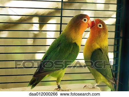 Parakeets kissing View Large Photo Image Stock Photograph - Parakeets kissing. Fotosearch