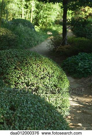 Park with trimmed hedges View Large Photo Image Stock Photograph - Park with trimmed hedges. Fotosearch