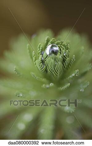 Parrotfeather (Myriophyllum aquaticum) View Large Photo Image Stock Image - Parrotfeather (Myriophyllum aquaticum). Fotosearch