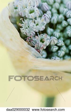 Partially opened allium bud, close-up View Large Photo Image Stock Image - Partially opened allium bud, close-up. Fotosearch