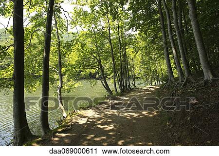 Path and tree along lake View Large Photo Image Stock Image - Path and tree along lake. Fotosearch