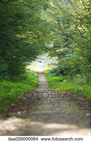 Path in woods View Large Photo Image Picture - Path in woods. Fotosearch