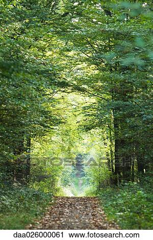 Stock Image - Path through forest. Fotosearch