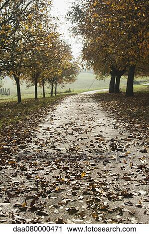 Path through walnut grove View Large Photo Image Stock Image - Path through walnut grove. Fotosearch