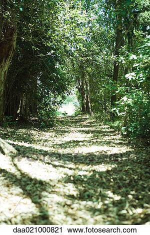 Path through woods View Large Photo Image Stock Image - Path through woods. Fotosearch