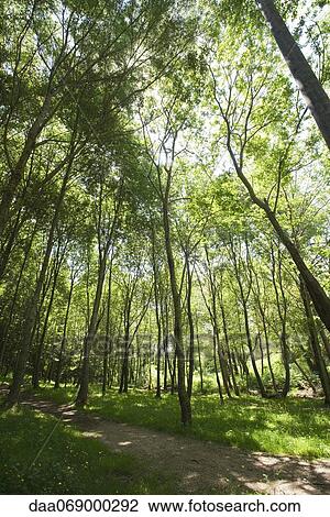 Stock Image - Path through woods. Fotosearch