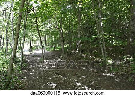 Stock Photography - Path through woods. Fotosearch