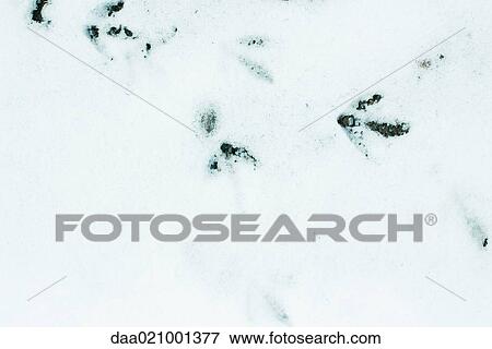 Paw prints in snow View Large Photo Image Stock Photo - Paw prints in snow. Fotosearch
