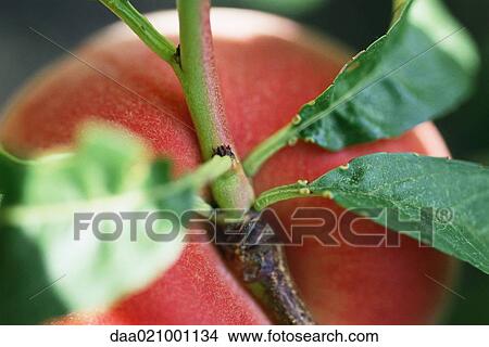 Picture - Peach growing on branch, extreme close-up. Fotosearch