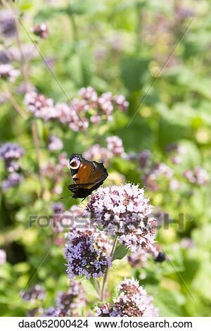 Peacock butterfly (Inachis io) alighting on valerian flower (Valeriana officinalis) View Large Photo Image Picture - Peacock butterfly (Inachis io) alighting on valerian flower (Valeriana officinalis). Fotosearch