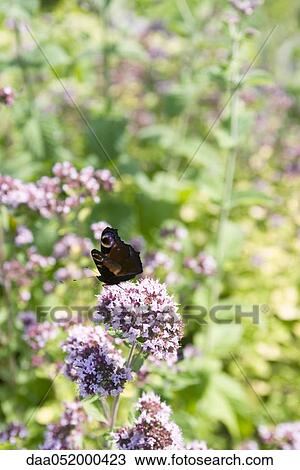 Stock Image - Peacock butterfly (Inachis io) alighting on valerian flower (Valeriana officinalis). Fotosearch
