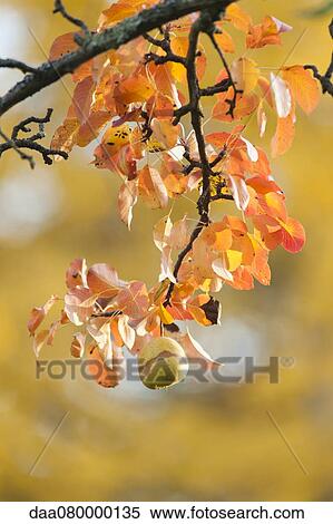 Pear growing on branch in autumn View Large Photo Image Stock Photography - Pear growing on branch in autumn. Fotosearch