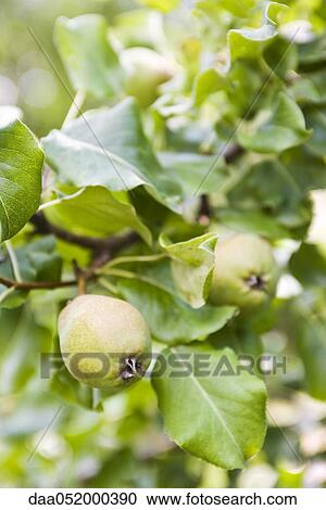 Pears growing on branch View Large Photo Image Stock Image - Pears growing on branch. Fotosearch
