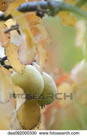 Pears growing on tree View Large Photo Image Stock Image - Pears growing on tree. Fotosearch