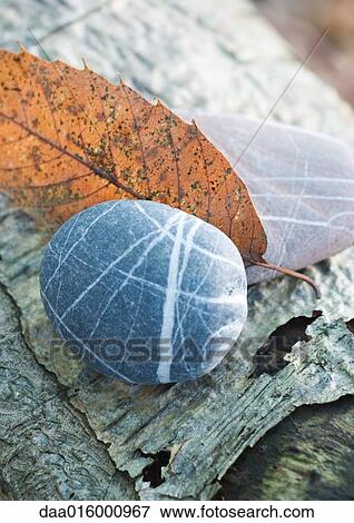 Pebble, leaf and bark View Large Photo Image Stock Photo - Pebble, leaf and bark. Fotosearch