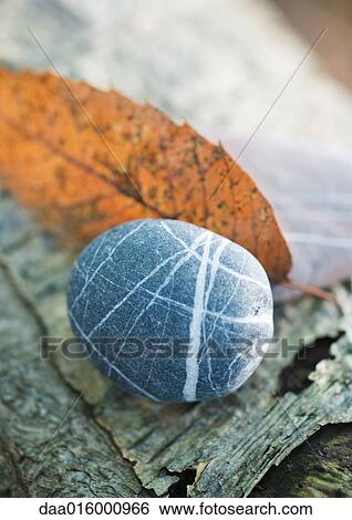 Pebble, leaf and bark View Large Photo Image Stock Photograph - Pebble, leaf and bark. Fotosearch