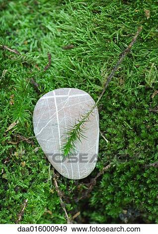 Pebble on moss View Large Photo Image Stock Photo - Pebble on moss. Fotosearch