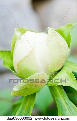 Peony bud, close-up View Large Photo Image Stock Image - Peony bud, close-up. Fotosearch