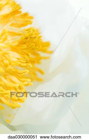 Stock Image - Peony, extreme close-up. Fotosearch