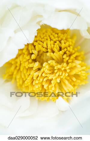 Stock Image - Peony flower, extreme close-up. Fotosearch
