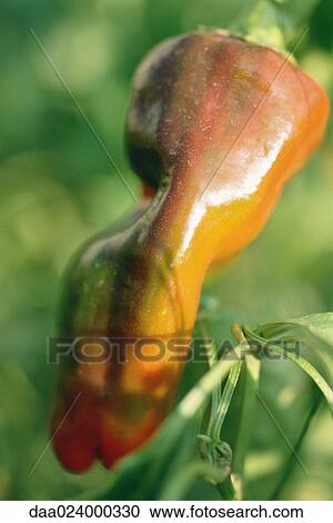 Pepper growing in garden, close-up View Large Photo Image Stock Image - Pepper growing in garden, close-up. Fotosearch