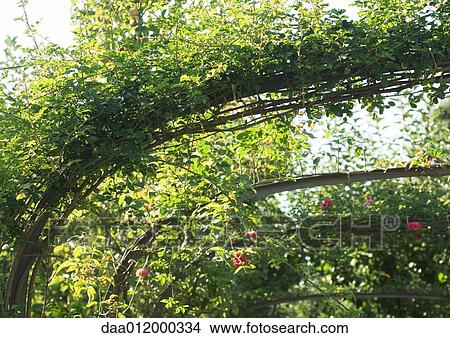 Picture - Pergola. Fotosearch