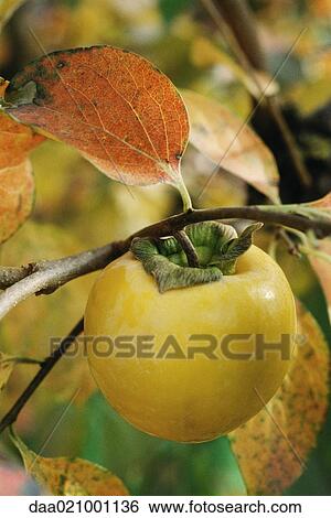Persimmon growing on branch, close-up View Large Photo Image Stock Photograph - Persimmon growing on branch, close-up. Fotosearch