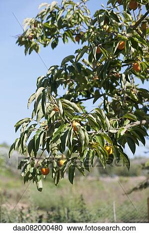 Stock Image - Persimmon tree. Fotosearch