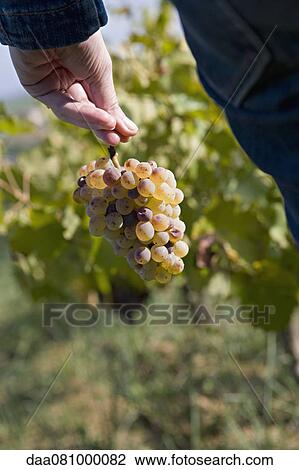 Person harvesting grapes View Large Photo Image Stock Image - Person harvesting grapes. Fotosearch