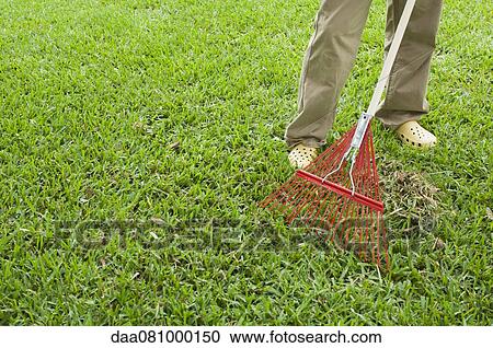 Person raking lawn, low section View Large Photo Image Stock Image - Person raking lawn, low section. Fotosearch