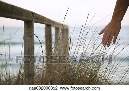 Stock Image - Person's hand touching dune grass. Fotosearch