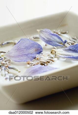 Petals and dried lavender floating in dish View Large Photo Image Stock Image - Petals and dried lavender floating in dish. Fotosearch