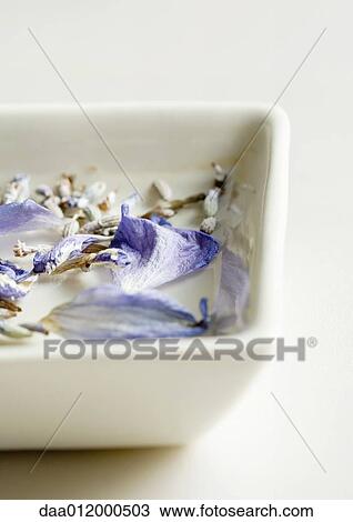 Petals and dried lavender floating in dish View Large Photo Image Stock Image - Petals and dried lavender floating in dish. Fotosearch