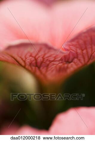 Stock Photo - Petunia. Fotosearch
