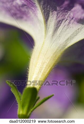 Stock Photo - Petunia. Fotosearch