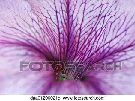 Stock Photography - Petunia. Fotosearch