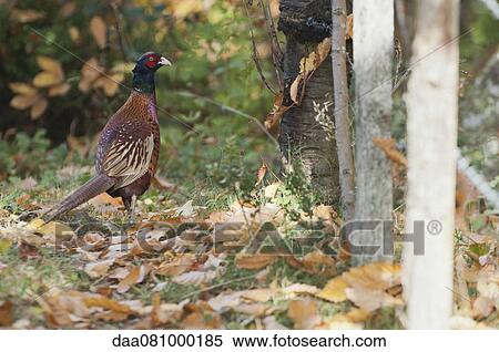 Pheasant View Large Photo Image Stock Photography - Pheasant. Fotosearch