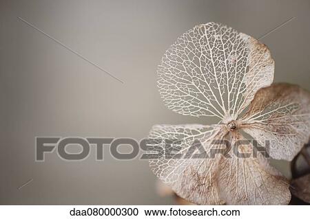 Stock Image - Physalis husk. Fotosearch