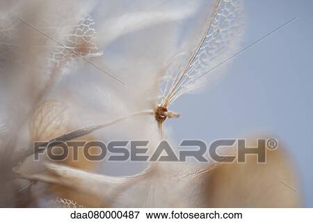 Physalis husks View Large Photo Image Stock Photo - Physalis husks. Fotosearch