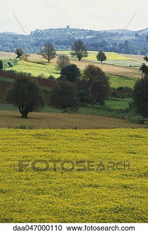 Picardy, France, landscape with fields of crops and rolling hills View Large Photo Image Stock Image - Picardy, France, landscape with fields of crops and rolling hills. Fotosearch