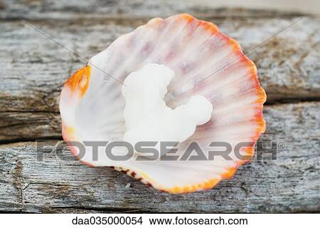 Piece of coral in seashell on top of wood View Large Photo Image Picture - Piece of coral in seashell on top of wood. Fotosearch