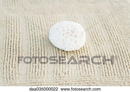 Stock Image - Piece of coral on raked sand, still life. Fotosearch