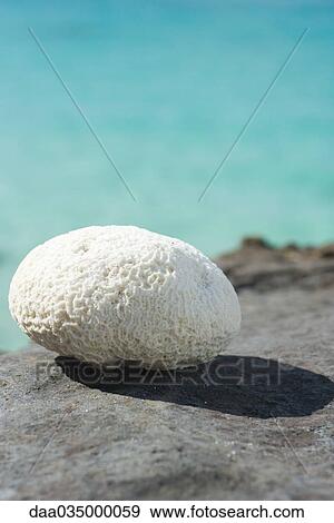 Piece of coral on rocky ground View Large Photo Image Stock Photo - Piece of coral on rocky ground. Fotosearch