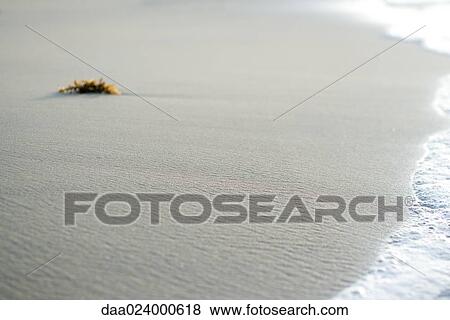 Piece of seaweed on beach near surf View Large Photo Image Stock Photo - Piece of seaweed on beach near surf. Fotosearch