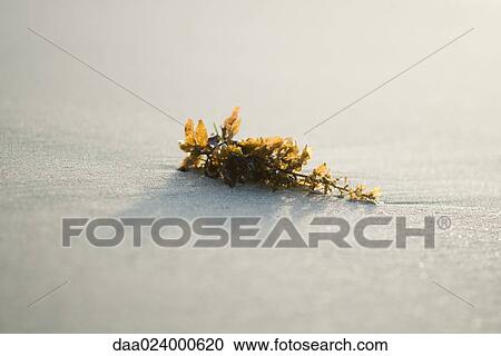 Piece of seaweed on sand, close-up View Large Photo Image Stock Image - Piece of seaweed on sand, close-up. Fotosearch