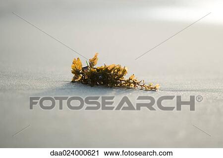 Stock Image - Piece of seaweed on sand, close-up. Fotosearch
