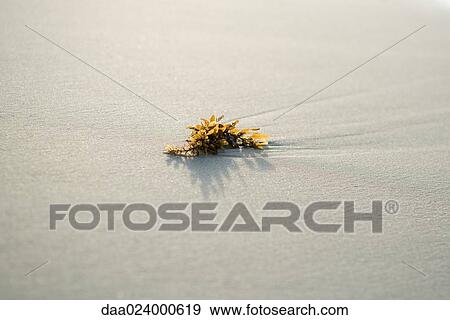 Piece of seaweed on sand, close-up View Large Photo Image Stock Photo - Piece of seaweed on sand, close-up. Fotosearch