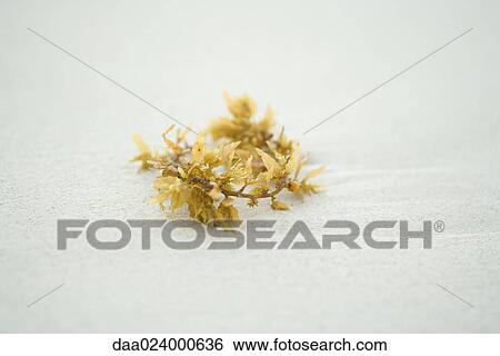 Stock Photograph - Piece of seaweed on sand, close-up. Fotosearch