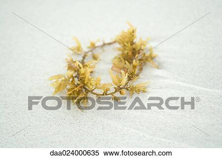 Stock Photography - Piece of seaweed on sand, close-up. Fotosearch